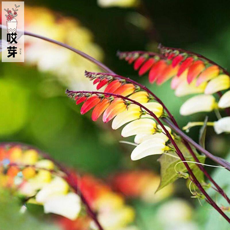 进口鱼花茑萝种子 爬蔓型金鱼花mina lobata丛林女王网红庭院盆栽