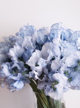 进口切花香豌豆种子合集三 绿松石泻湖蓝色波纹蓝移脉冲星斯宾塞