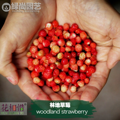 林地草莓种子进口丰产香甜四季播种阳台盆栽蔬菜瓜果种苗小红草莓