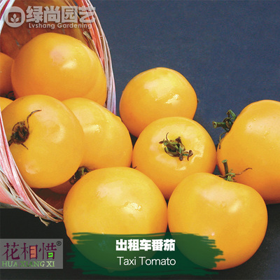 出租车番茄种子进口大西红柿四季播种阳台盆栽蔬菜种籽瓜果番茄苗