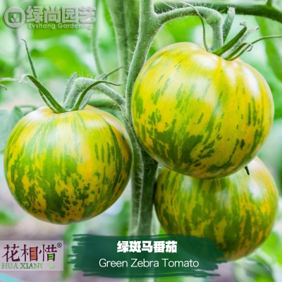 绿斑马番茄种子进口西红柿四季播种阳台盆栽蔬菜种籽瓜果番茄苗