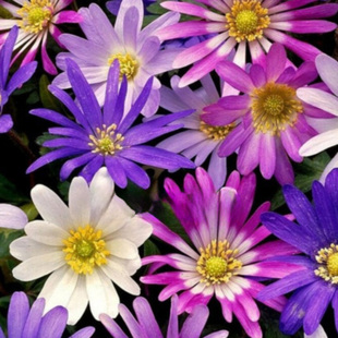 荷兰进口银莲花种球庭院阳台盆栽种植多年生耐寒球根植物易种花卉