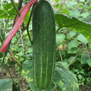 农家宝908大吊瓜秧苗花皮青皮青瓜黄瓜种籽孑广东审定品种春四季