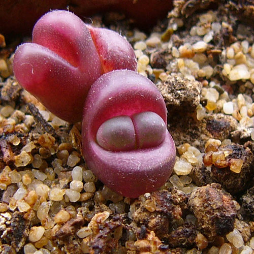 红大内玉种子 生石花 德国进口多肉植物种籽 四季易种多肉种子