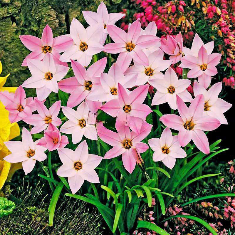 花韭种球冬季春季开花庭院阳台盆栽多年生耐寒球根植物花卉韭菜兰