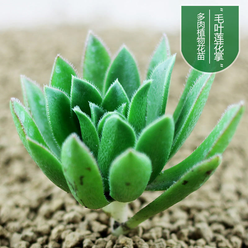 毛叶莲花掌 办公室桌面盆栽多肉植物花卉 多肉花苗 防辐射
