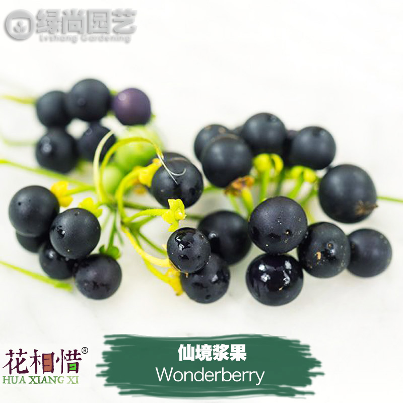 仙境浆果种子进口蓝紫色酸甜小浆果四季播种阳台盆栽蔬菜种苗水果