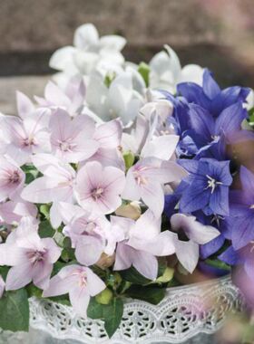 进口桔梗种子 PopStar 超级巨星2020 多年生阳台盆栽植物花卉种籽