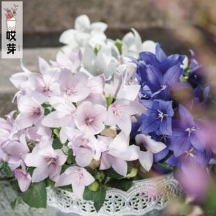 进口桔梗种子 PopStar 超级巨星2020 多年生阳台盆栽植物花卉种籽