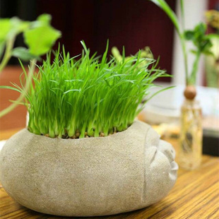 酒瓶兰种子 桌面阳台盆栽植物花卉 四季播种小森林清新水培植栽