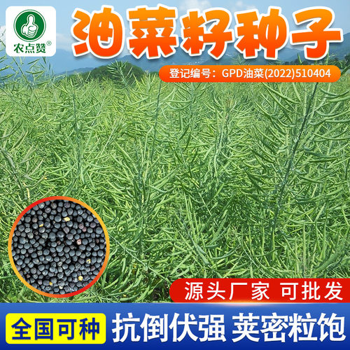 德5油778/天油早1号油菜种子