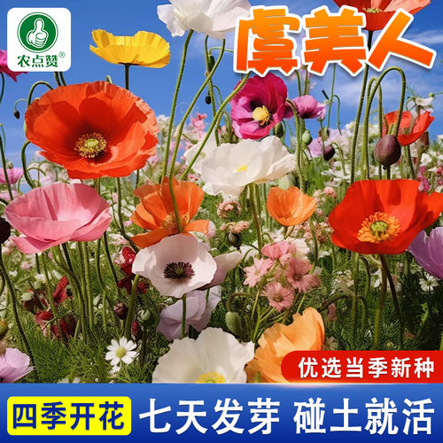 夏秋开花超长花期仙女蒿丽春花籽