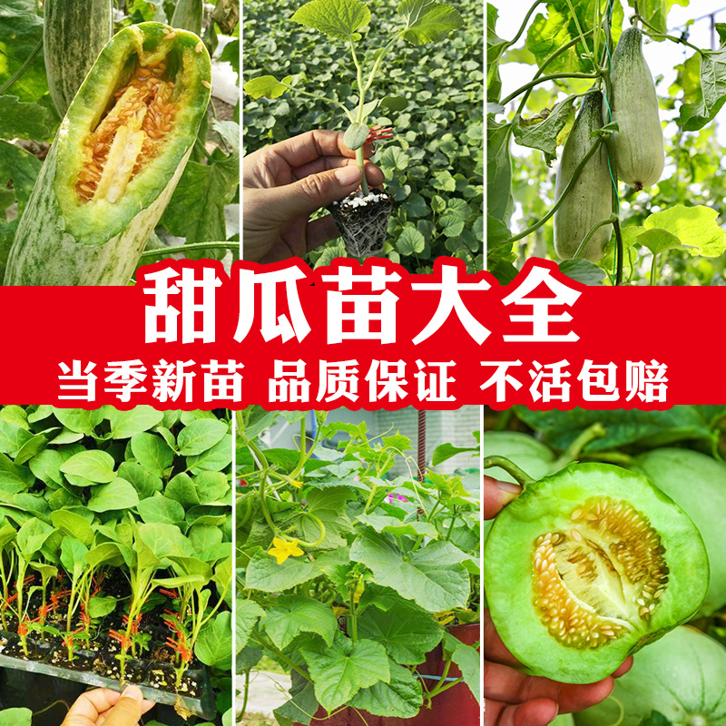 [甜瓜苗大全]各种香瓜秧苗都有