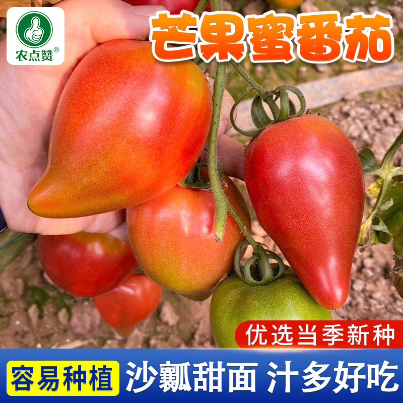 超甜芒果蜜番茄种子夏播沙瓤番茄种籽皮薄多汁庭院盆栽圣女果种孑