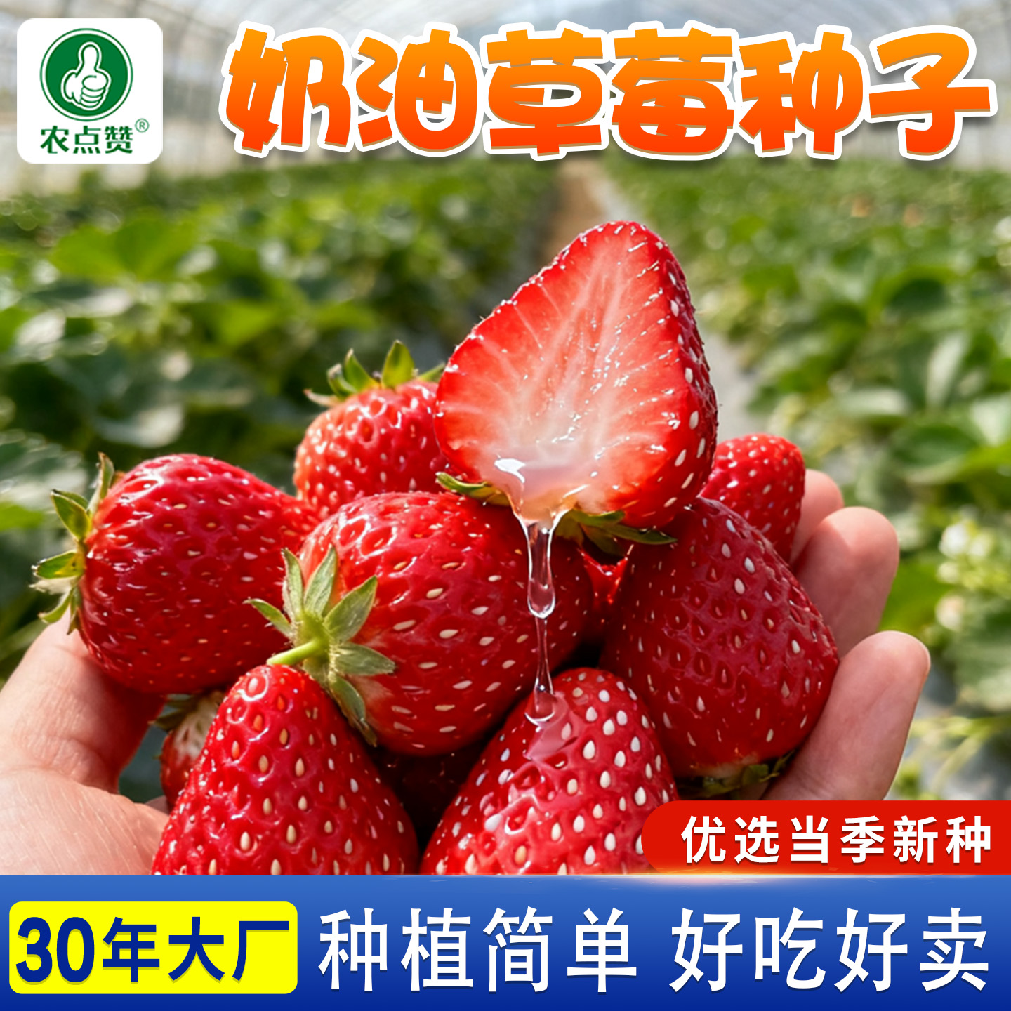 [30年种业经验大厂]奶油草莓种子