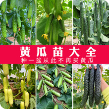 [黄瓜秧苗大全]老品种黄瓜苗带土青瓜刺瓜嫁接盆栽嫩本地黄瓜苗子
