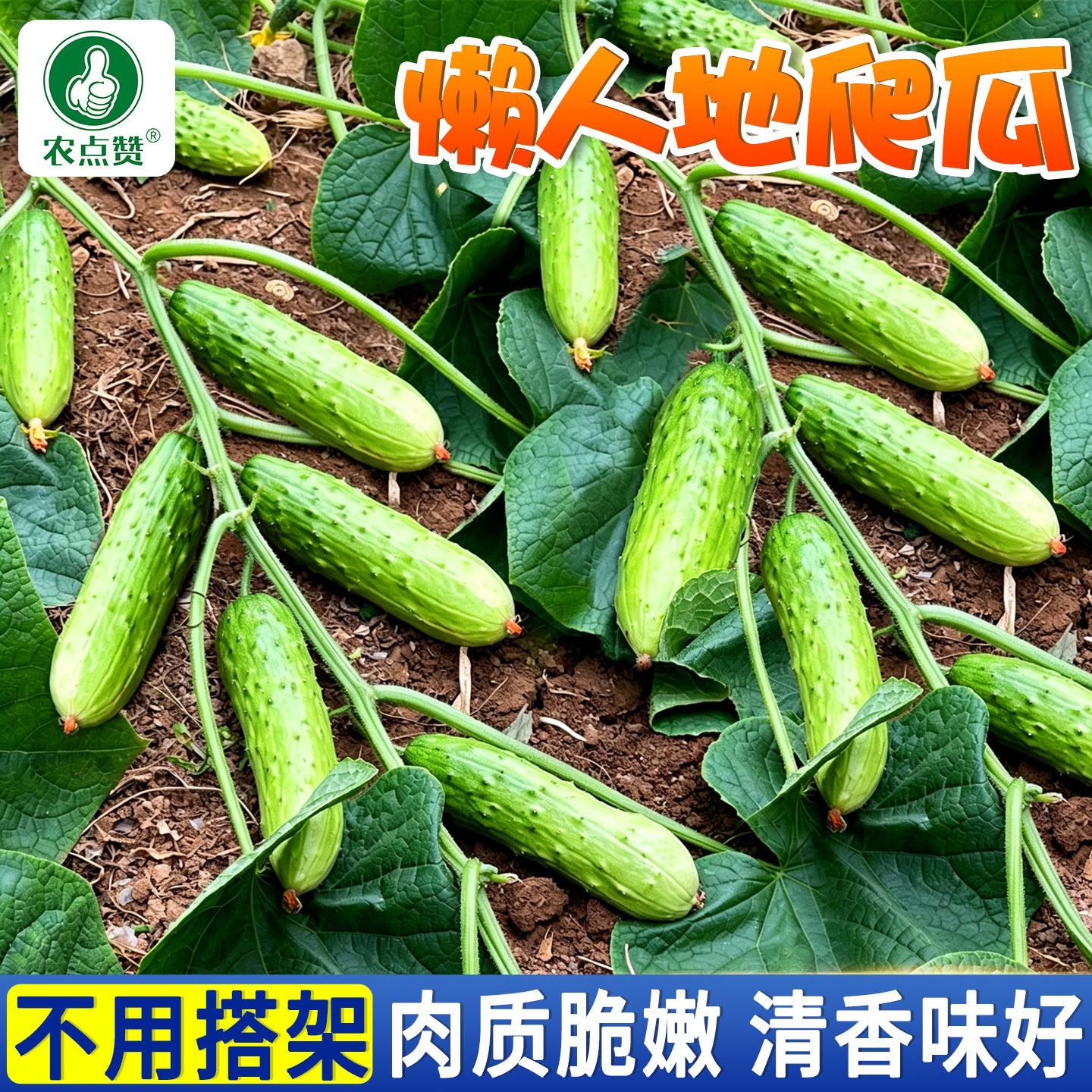 [30年种业大厂]黄瓜种子大全图片