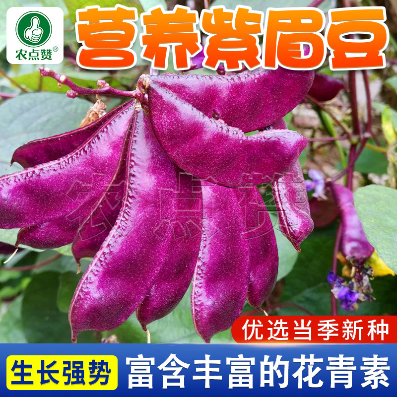 四季紫眉豆种子紫眉豆种籽丰产大扁豆种耐热宽荚红扁豆籽蔬菜种子
