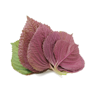 双面紫苏种子四季食用紫苏籽种紫桂荏赤苏白苏种籽秋冬耐寒蔬菜籽