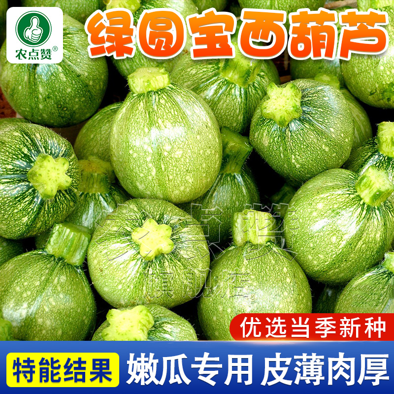 绿圆宝西葫芦种子无蔓嫩南瓜四季短蔓无藤笋瓜种孑圆形小南瓜种籽