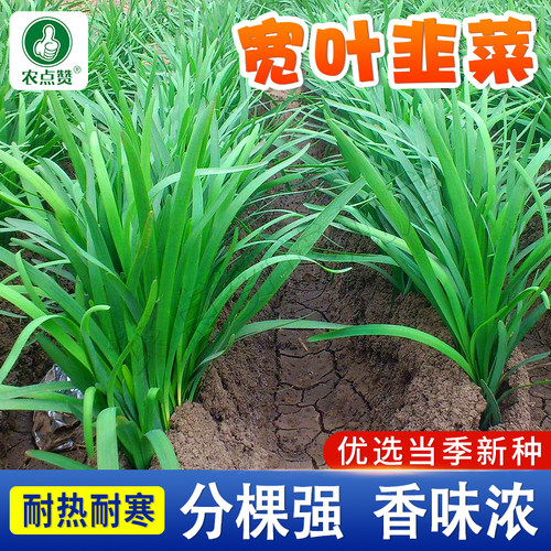 [30年大厂]宽叶/紫根韭菜籽种子