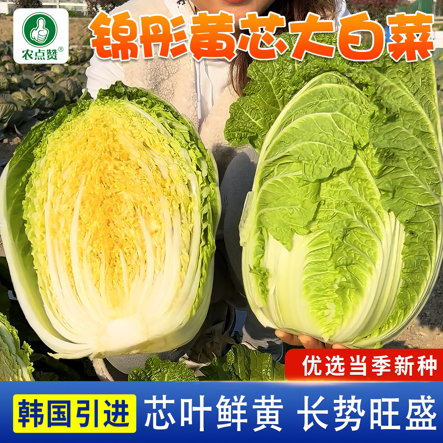 黄心大白菜种子秋播白菜种籽孑腌制泡菜酸菜黄芯胶州白菜籽种大全