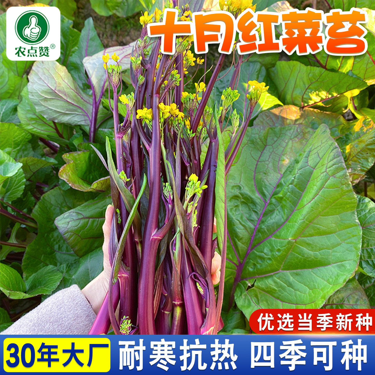 十月红广东菜苔种子菜心籽种早熟紫菜苔四九菜心种子老品种大股子