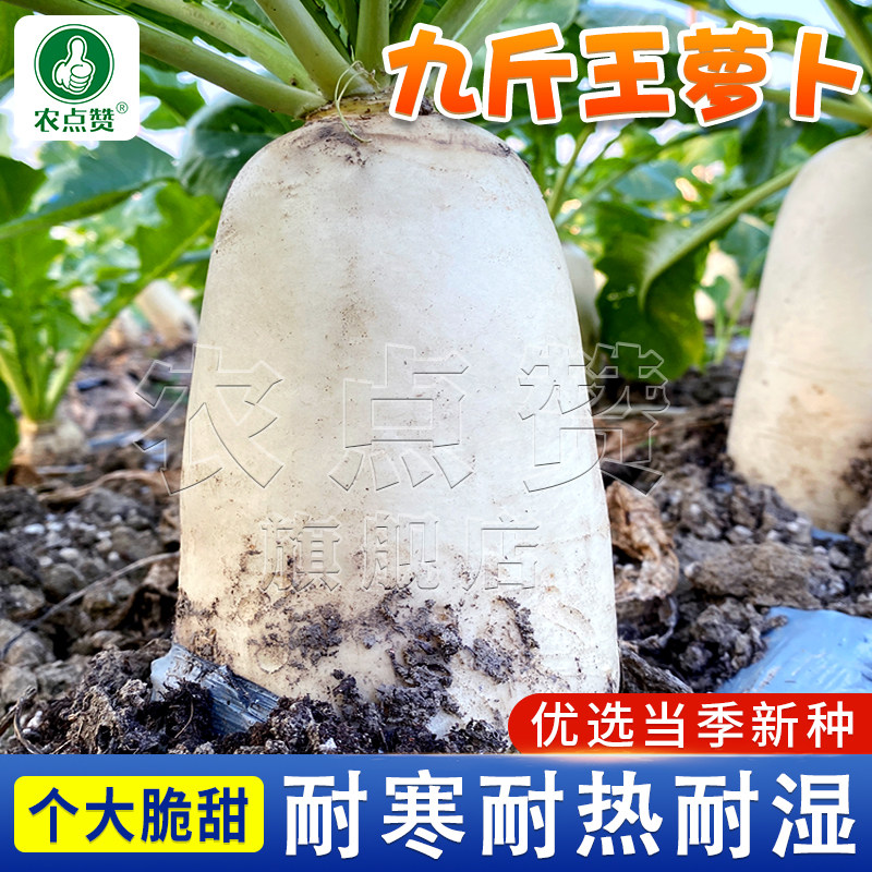 九斤王大白萝卜种子春秋播种蔬菜籽长白萝卜孑四季特大白萝卜种籽