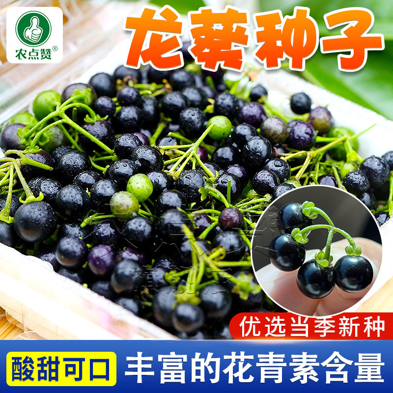 农家野生紫黑色龙葵种子盆栽龙葵籽四季阳台水果种籽龙葵果