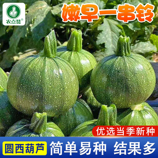 一串铃小南瓜种子早熟嫩迷你南瓜种籽庭院易种四季可种植蔬菜种籽