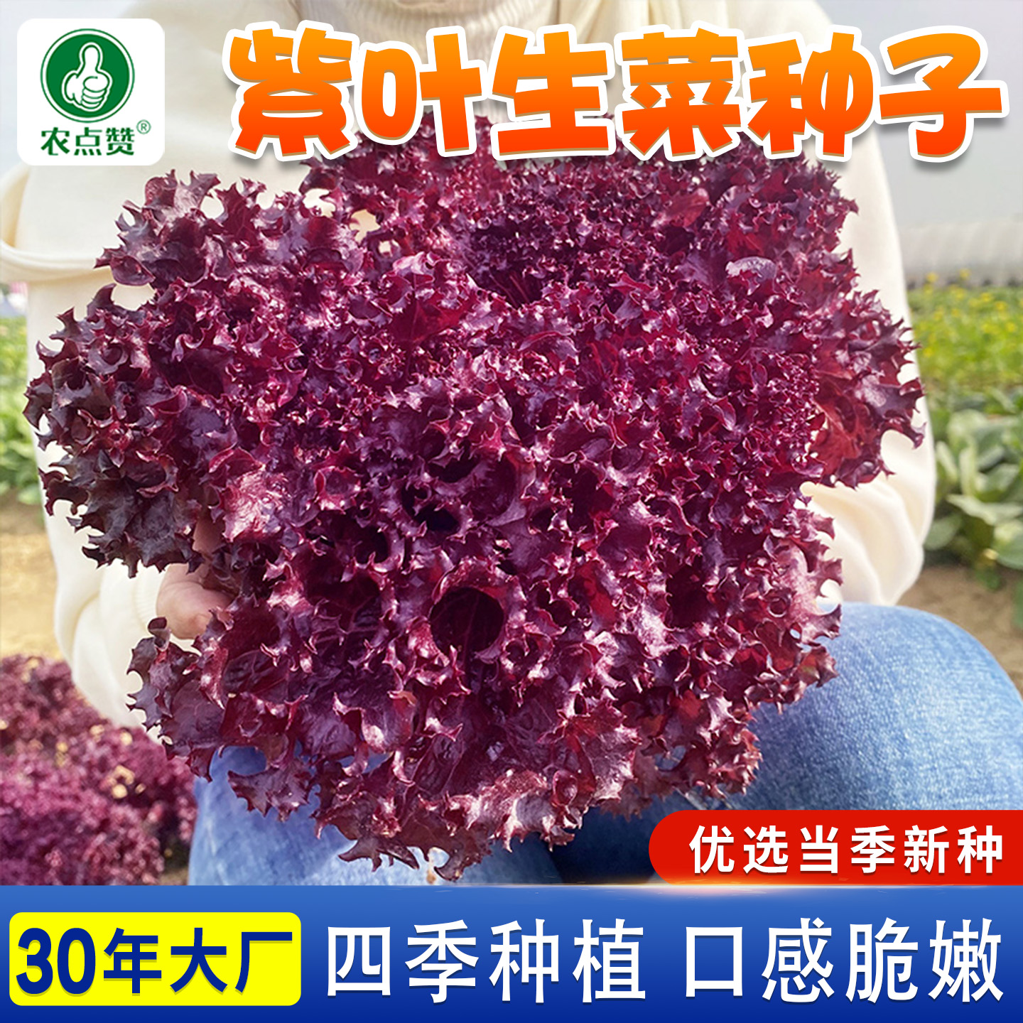 盆栽紫叶四季阳台奶油生菜