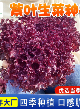 紫生菜种籽盆栽四季紫叶生菜种孑四季紫色生菜种子阳台红叶生菜籽