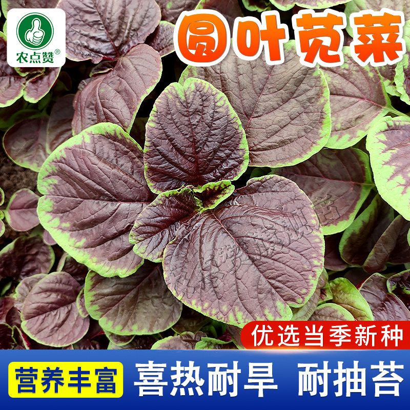 苋菜种子大全耐热大叶红汗菜种籽圆叶白杆梗绿叶青汉菜种孑蔬菜籽