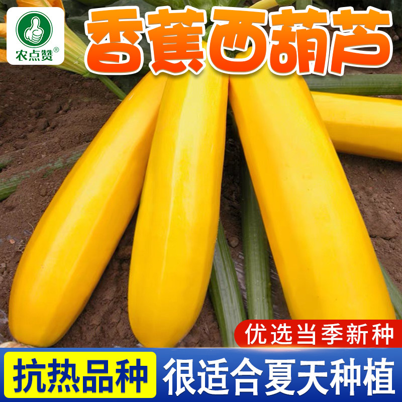 香蕉西葫芦种子水果奶油生瓜种籽耐热金皮黄蕉瓜角瓜菜瓜笋瓜籽种
