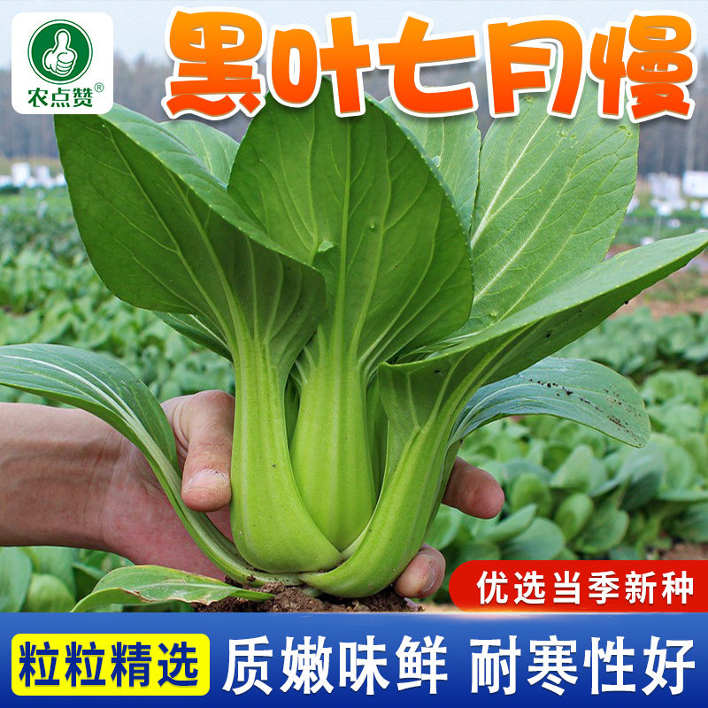秋冬耐寒白菜种子黑叶七月慢白菜种籽青菜种孑大棚大田种蔬菜种子