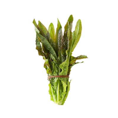 [四季可种]抗热耐寒紫油麦菜种子