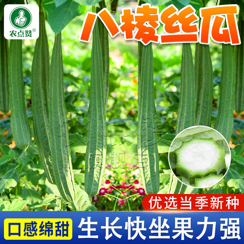 八棱丝瓜种子早熟八角丝瓜种籽爬藤长棱丝瓜种孑庭院春夏蔬菜籽种