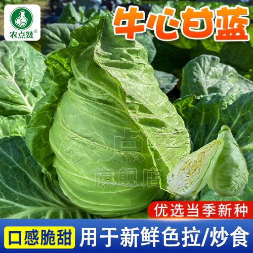 [30年种业大厂]牛心包菜甘蓝种子