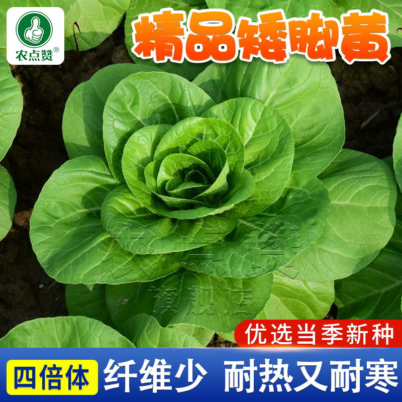 [TOP高端]矮脚黄白菜种子大全