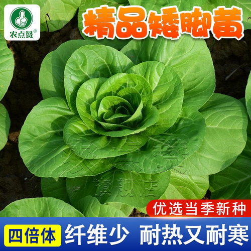 [TOP高端]矮脚黄白菜种子大全