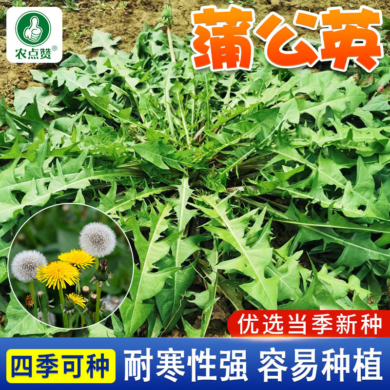 蒲公英种子野生黄花地丁野菜华花郎婆婆丁种籽四季阳台盆栽蔬菜籽