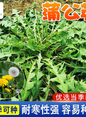 蒲公英种籽野生黄花地丁华花郎婆婆丁种子四季阳台盆栽野菜籽种孑