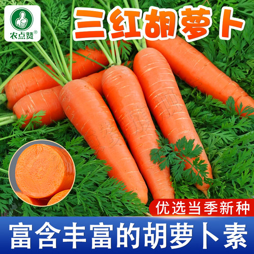 [30年种业大厂]胡萝卜种子大全