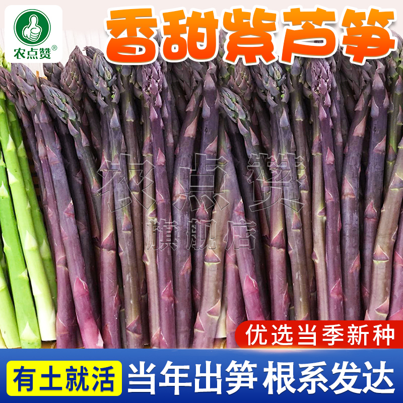 农点赞阳台紫色芦笋种子高产多次