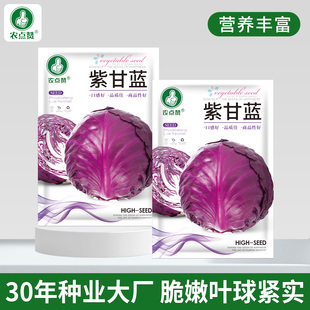紫甘藍包菜種子卷心菜種籽沙拉蔬菜大頭菜包心菜籽種孑 大田種植
