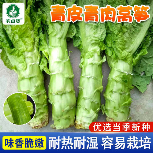 [30年大厂]抗热耐湿青皮莴笋种子