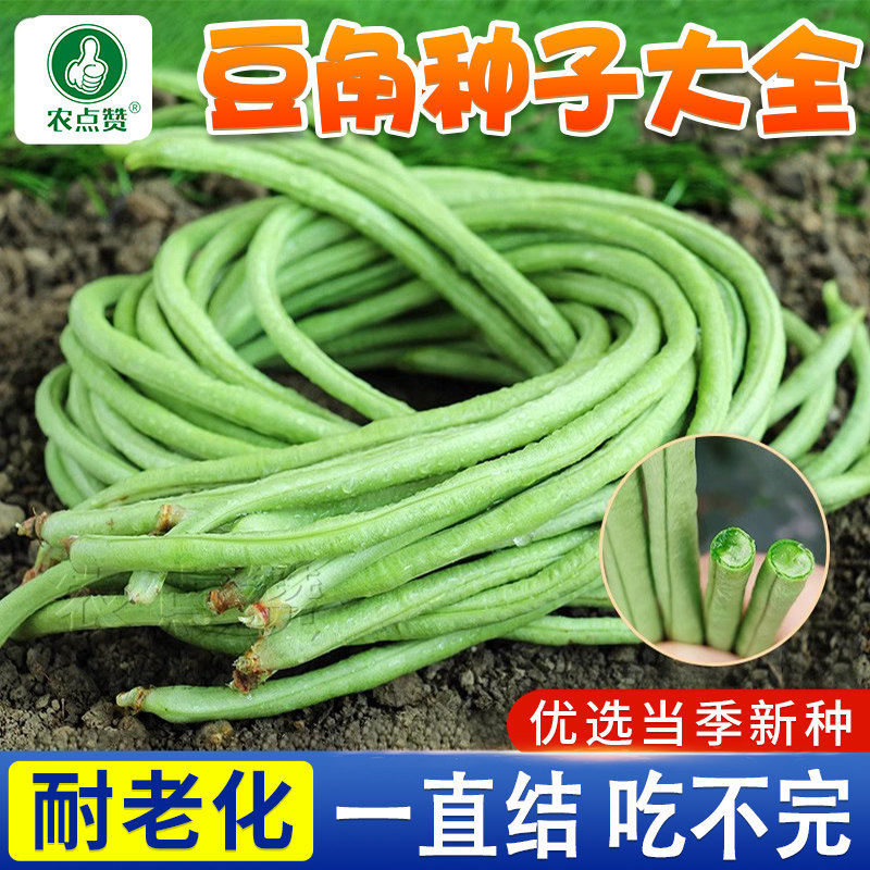 豆角种子大全四季豆种子扁芸豆无架豆地豆老品种长豆角紫豇豆籽种