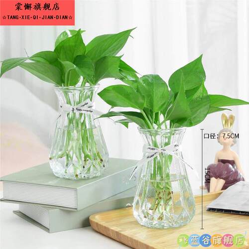 风信子花瓶绿萝草水培透明玻璃瓶子阳台植物花卉盆栽小号花盆