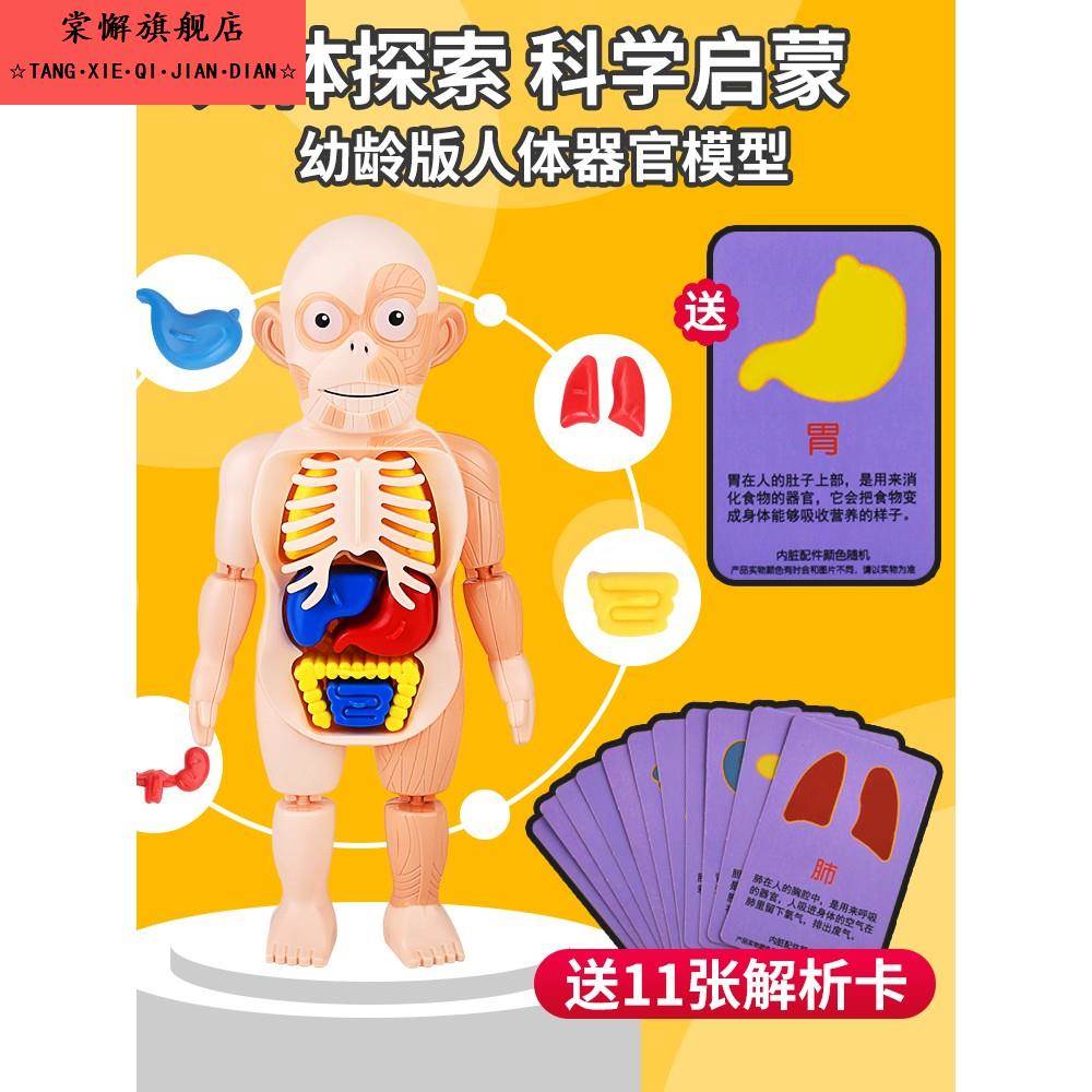 儿童科教人体内脏器官结构模型拆卸构造模具幼儿益智娃娃启智玩具