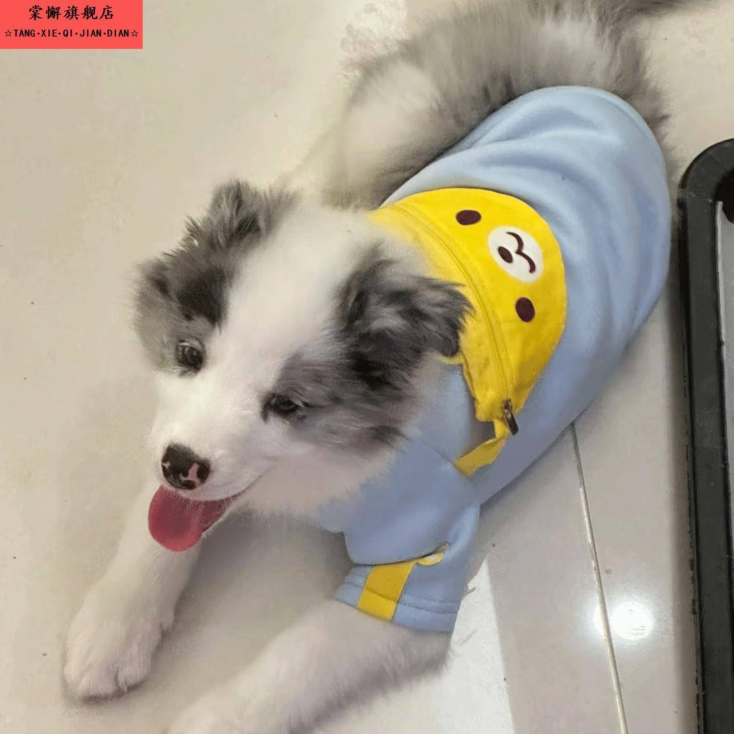 幼犬边牧专用秋冬卫衣衣服小狗狗幼崽秋季保暖可带牵引两三个月